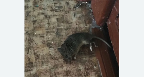 Дезинфекция от мышей в Рубцовске